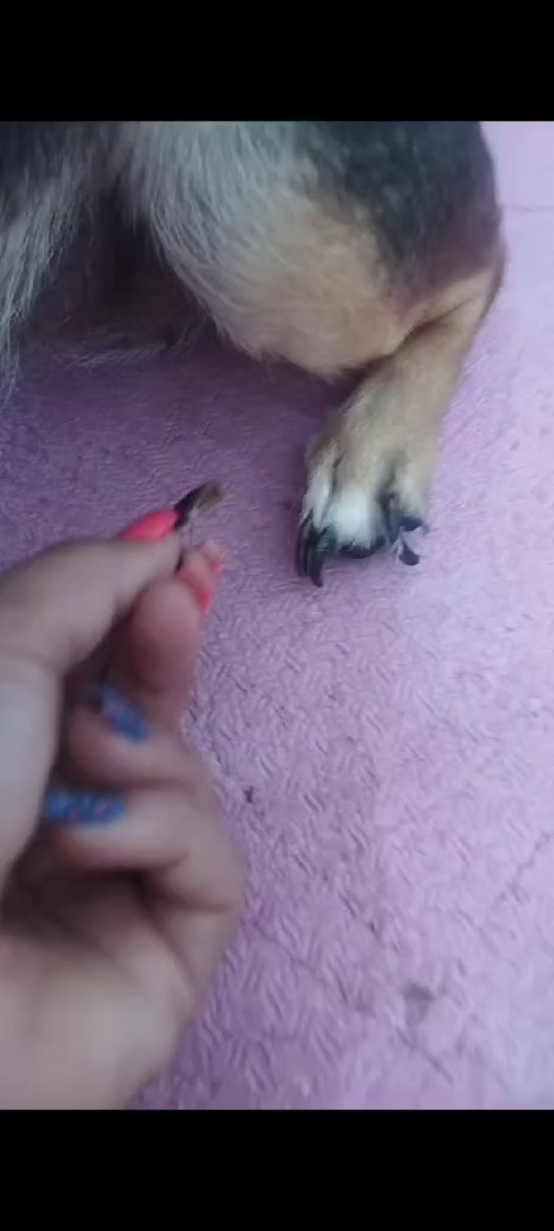 Quer aprender cortar a unha do seu bebê Pet?