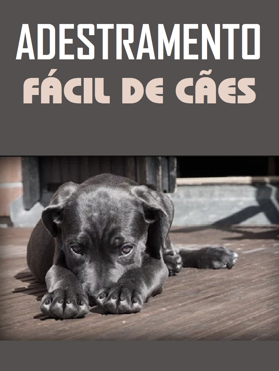 Adestramento fácil de cães