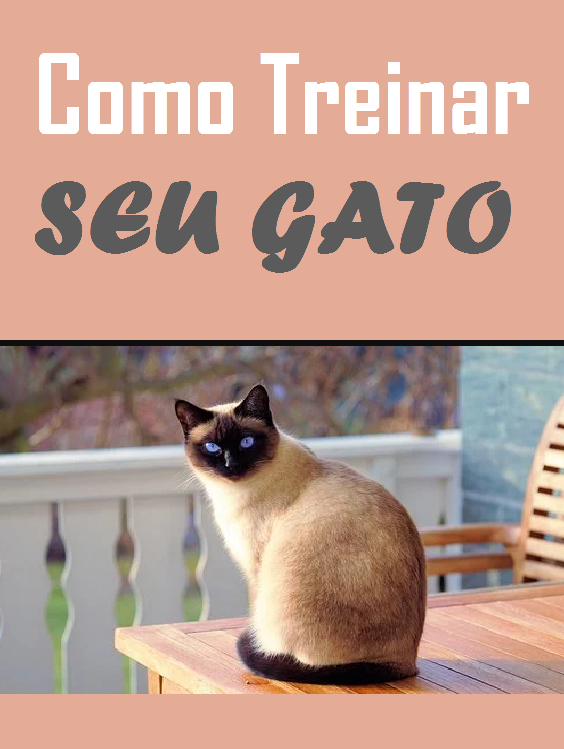 Como treinar seu gato